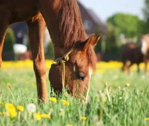 Digestive Health Supplements for Horse