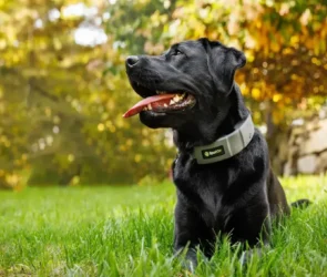 GPS Dog Collar Fence