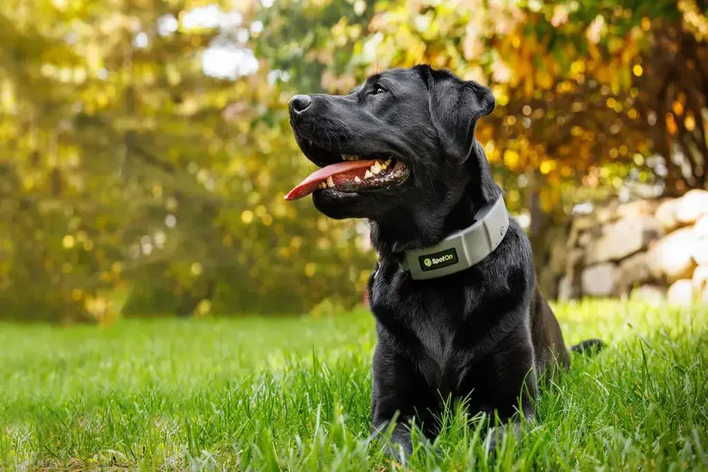 GPS Dog Collar Fence