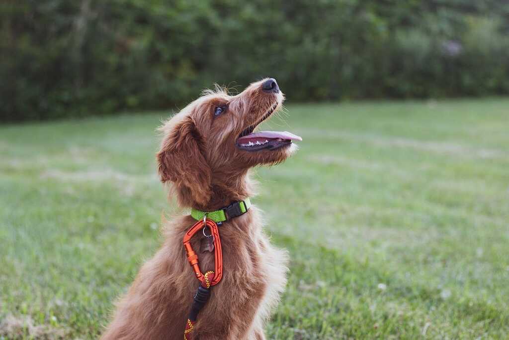 Dog Training Tools
