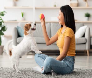 training your pet