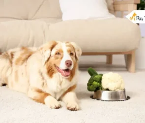 Can Dogs Eat Cauliflower