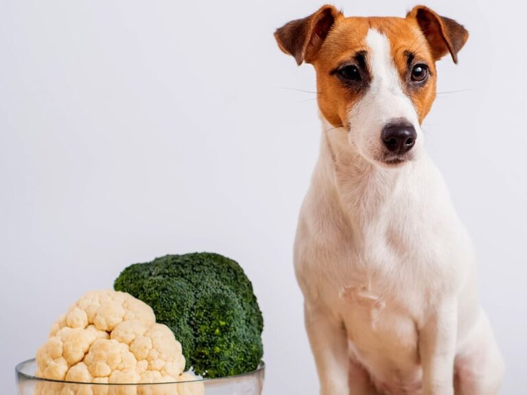 Adding new foods to your dog’s diet requires a careful and thoughtful ... - Can Dogs Have Cauliflower Slices And Thyme Capsule