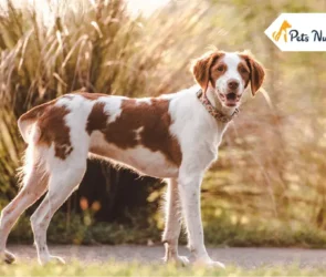 Brittany Spaniel Dog Breed