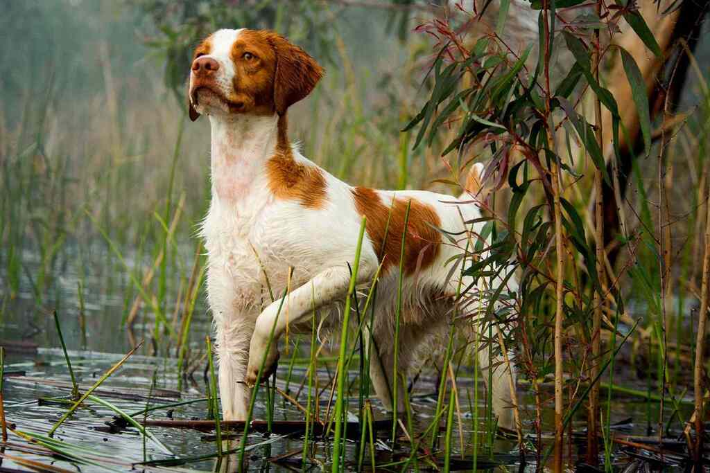 Brittany Spaniel dog