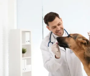 Ehrlichiosis in Dogs