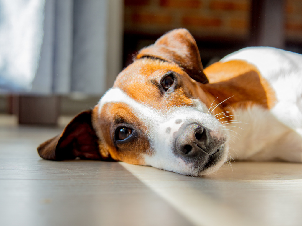 Treatment for Ehrlichiosis in Dogs