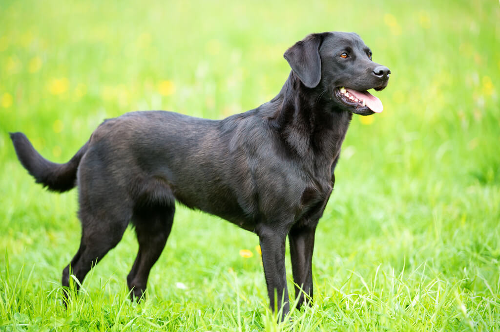 Labrador Retriever Dog