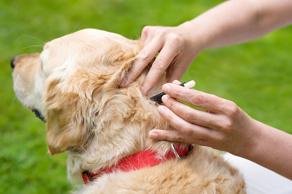 Is Ehrlichiosis Contagious to Humans