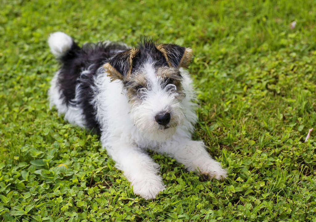 Wire Fox Terrier dog breed