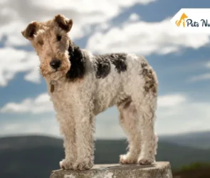 Wire Fox Terrier dogs