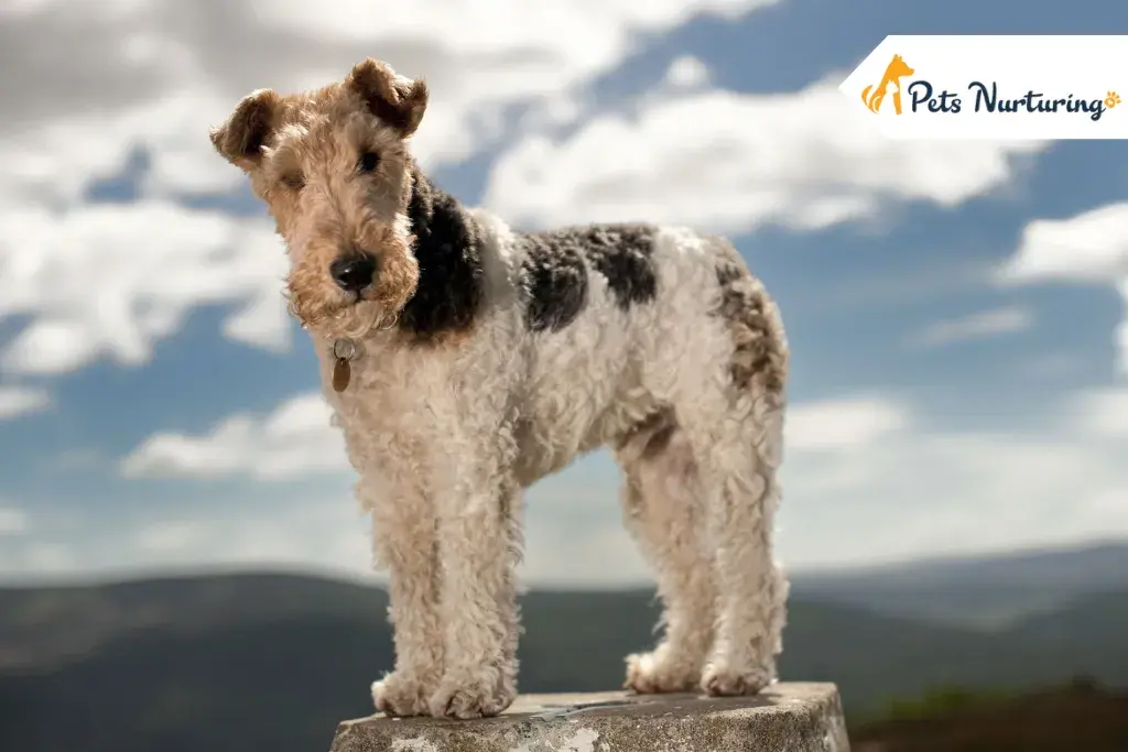 Wire Fox Terrier dogs