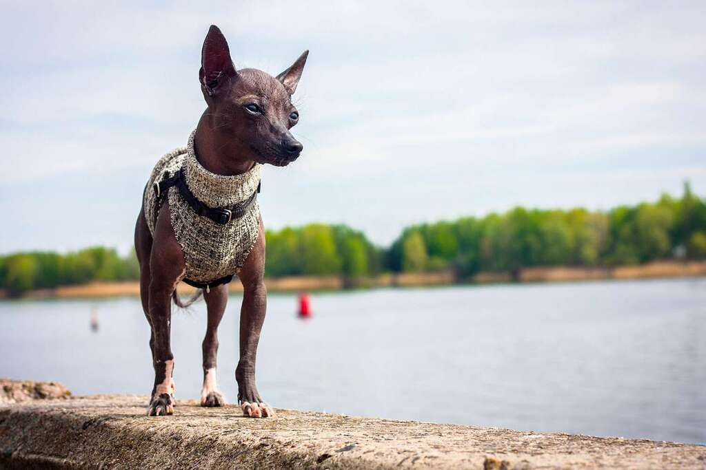Xoloitzcuintli Dog Breed