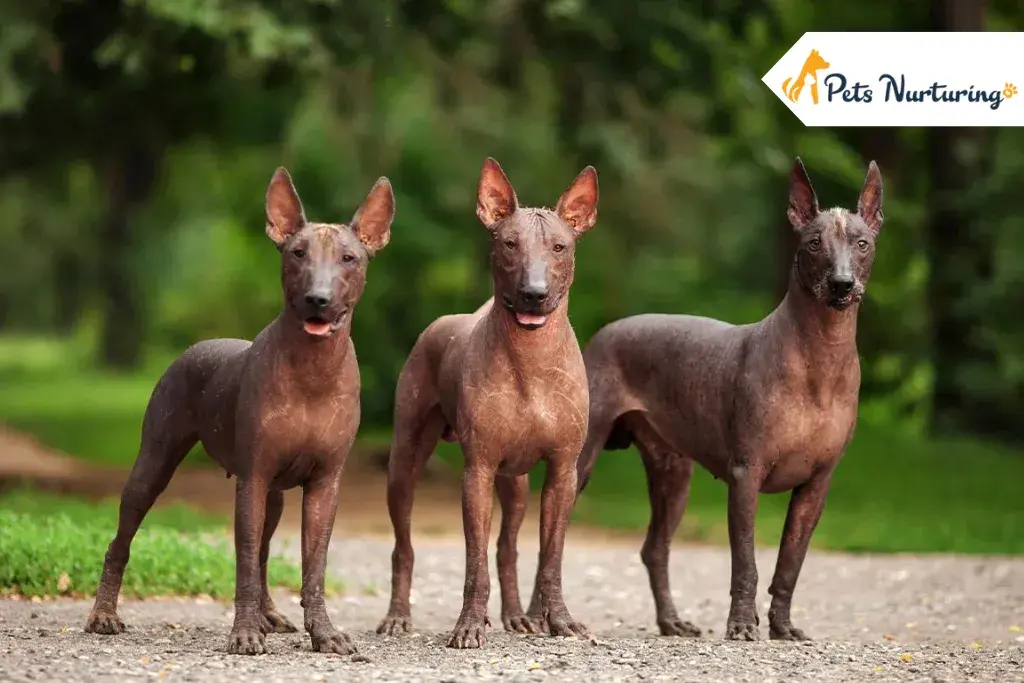 Xoloitzcuintli Dog Breed