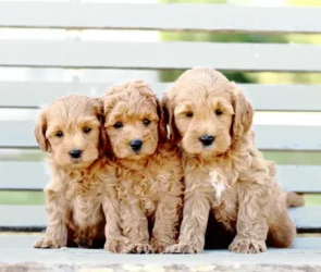 goldendoodle size