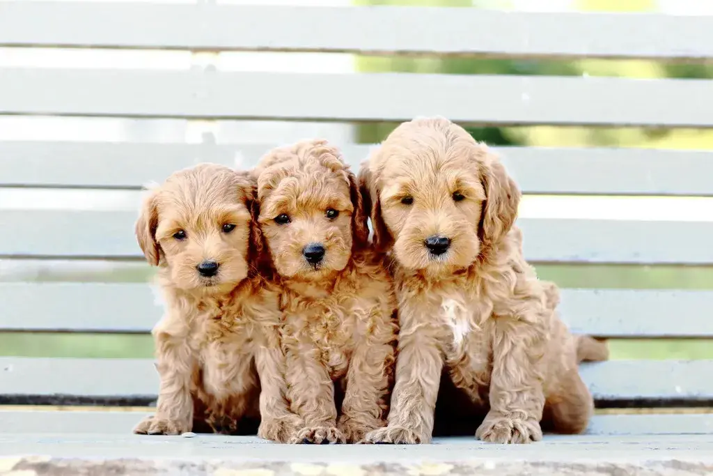 goldendoodle size