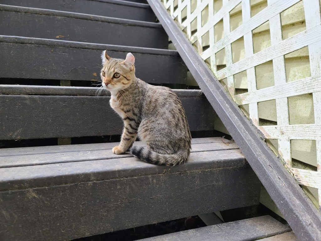 highlander cat care