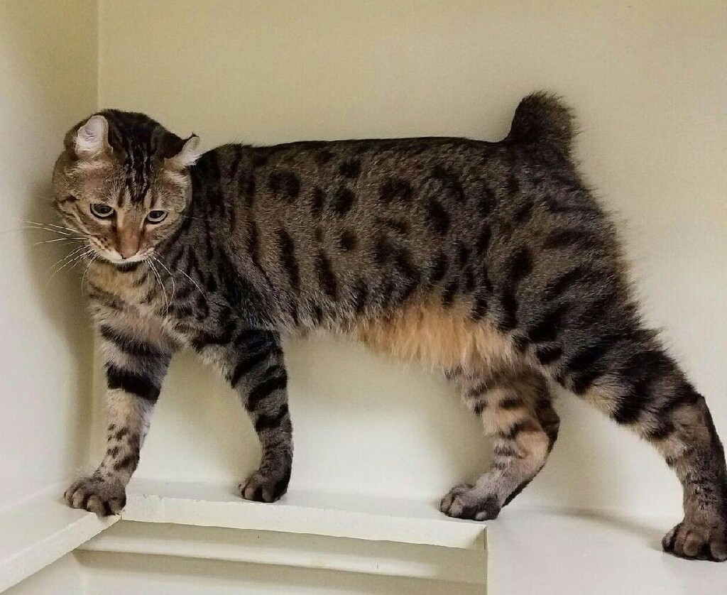 living with highlander cat