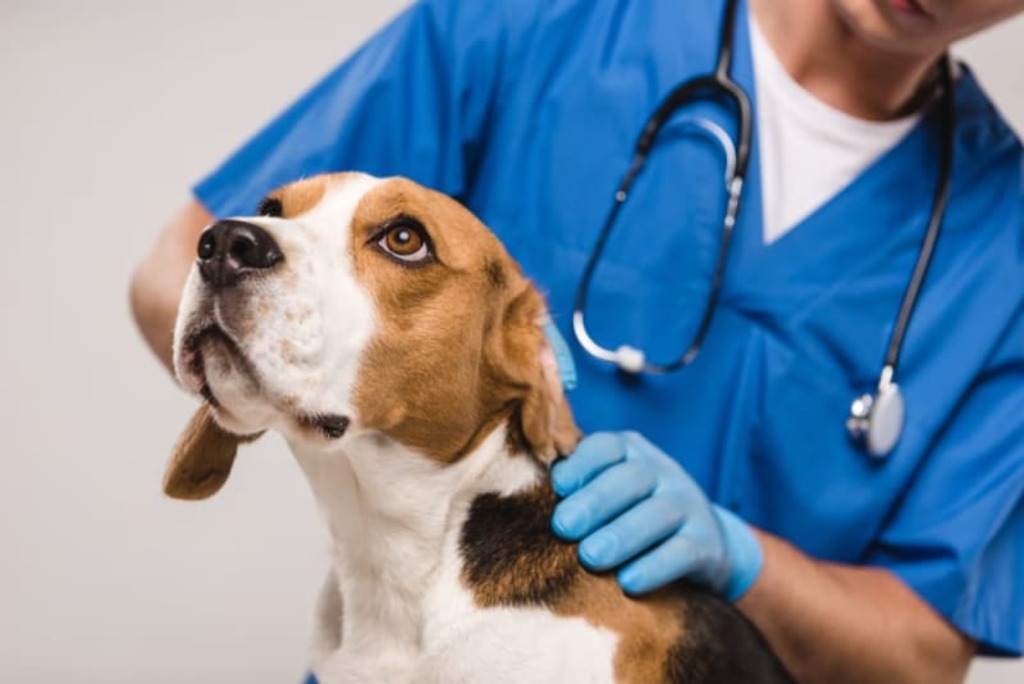 vet checkup