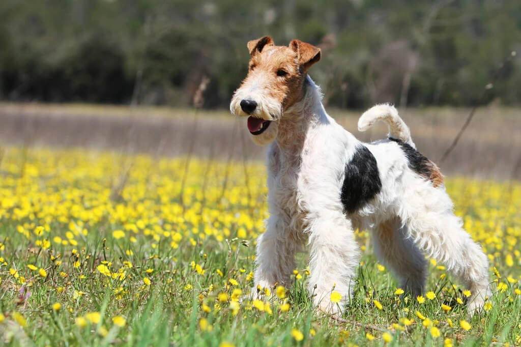 white Wire Fox Terrier