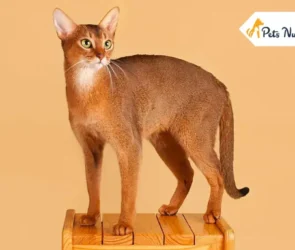 Abyssinian Cat Breed