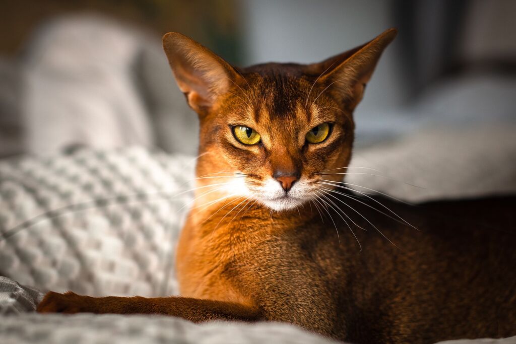Abyssinian Cats breed