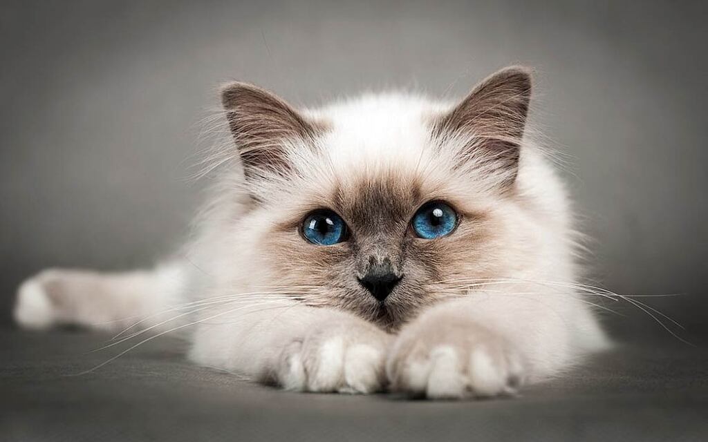 Birman cat breed