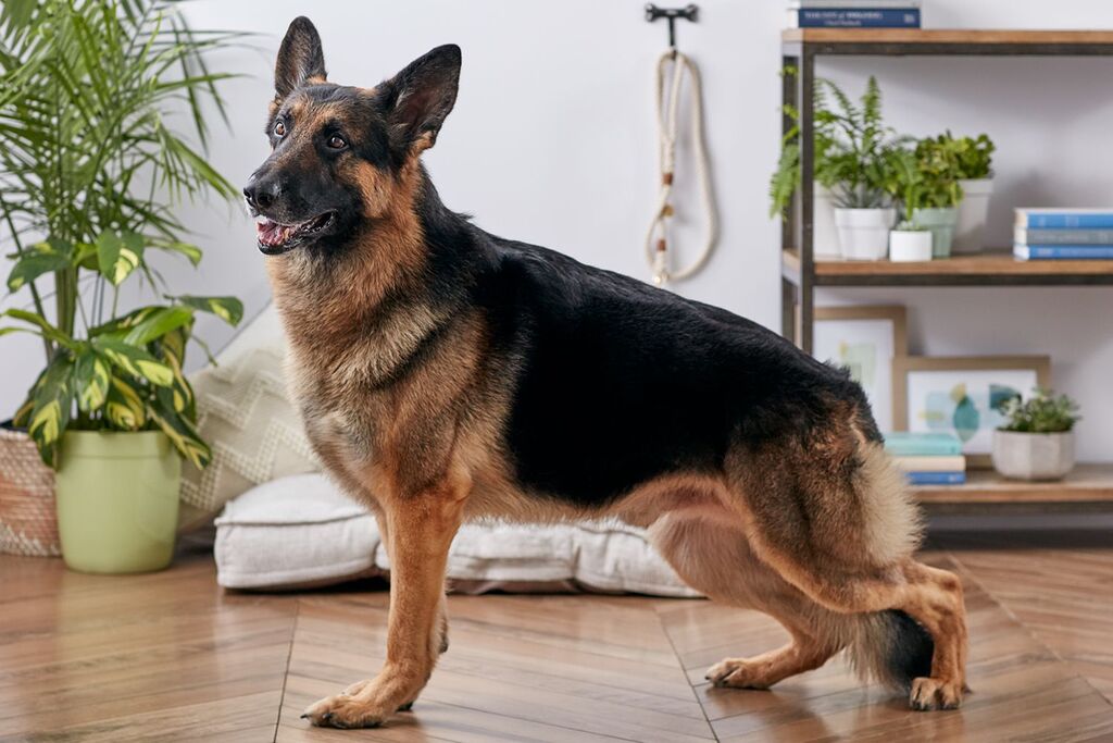German shepherds