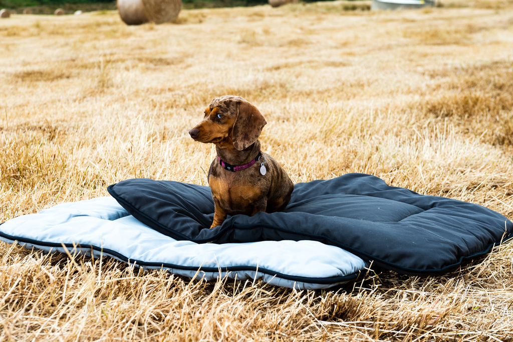 Benefits of washable dog bed
