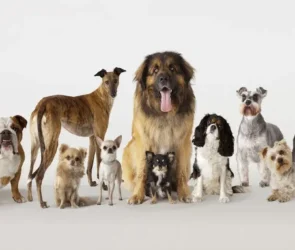 dog breeds