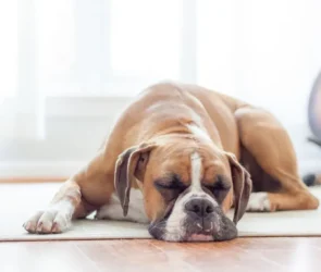 emergency vet attention