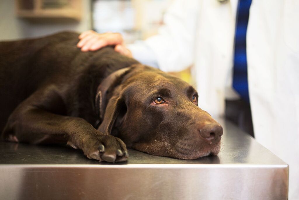 Heat related problems to pet