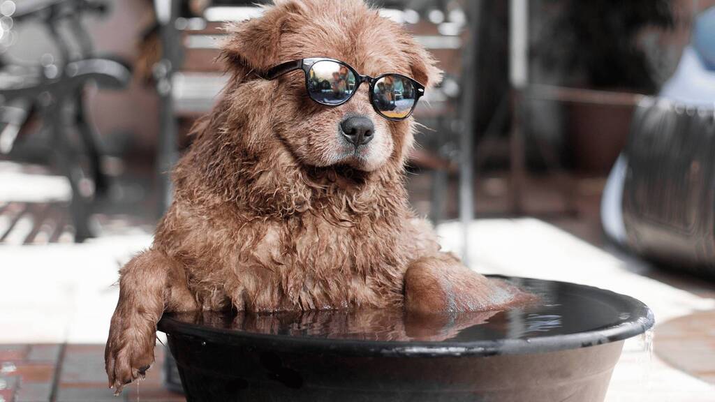 Keep Your Pet Cool