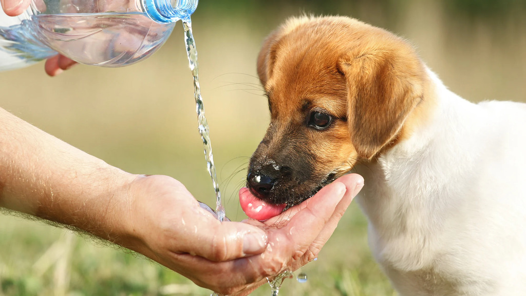 Keep Your Pet Hydrated
