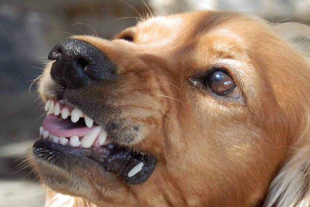 Rabies in dogs