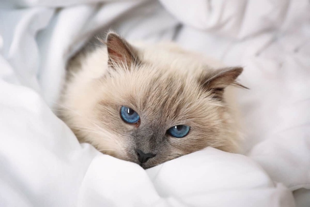 small Birman Cat breed