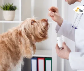 Lyme Disease in Dogs