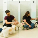 How to Choose a Dog Daycare