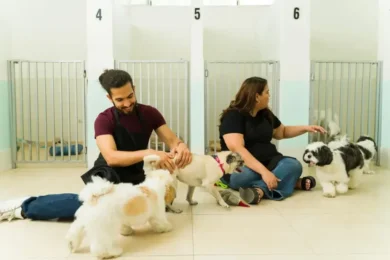 How to Choose a Dog Daycare