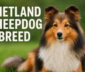 Shetland Sheepdog breed