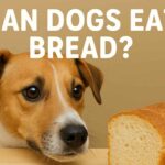 can dogs eat bread