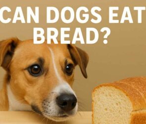 can dogs eat bread