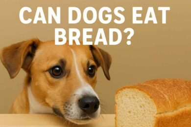can dogs eat bread