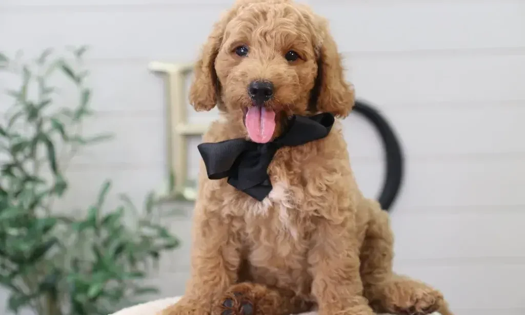 mini goldendoodle puppies