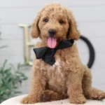 mini goldendoodle puppies