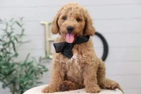 mini goldendoodle puppies