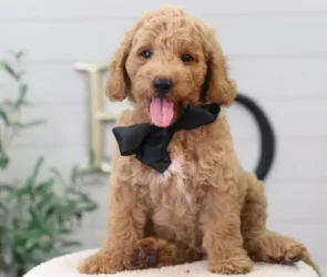mini goldendoodle puppies