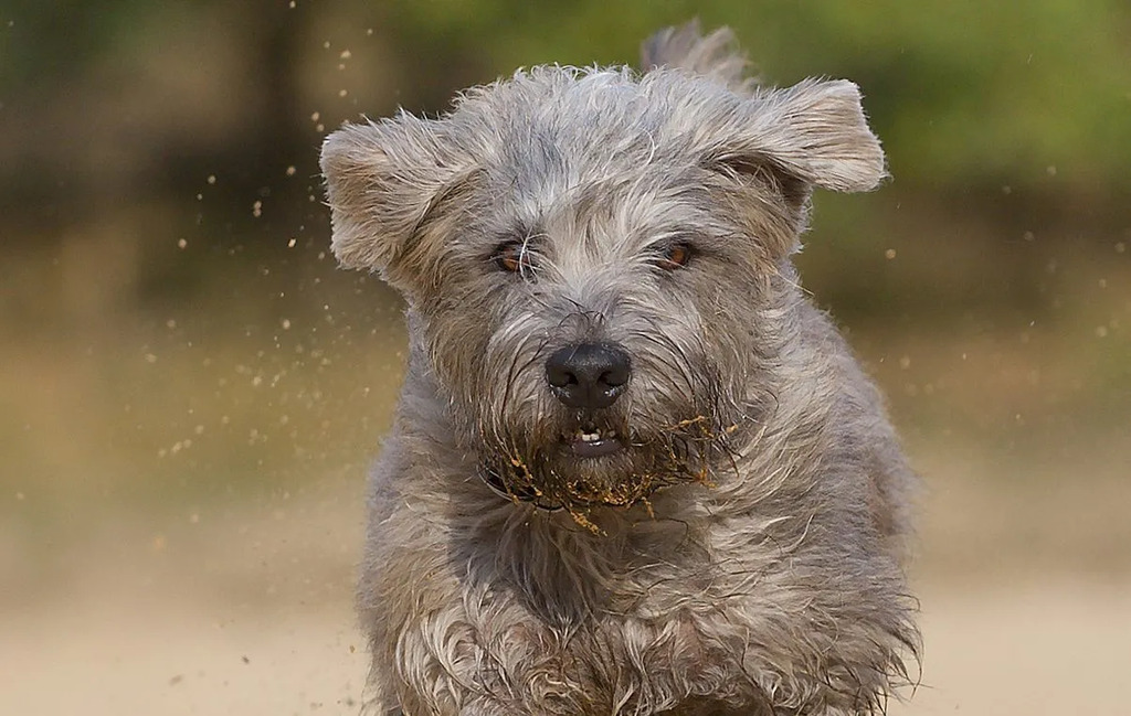 Glen of Imaal Terrier