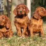 Irish Dog Breeds