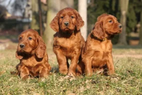 Irish Dog Breeds